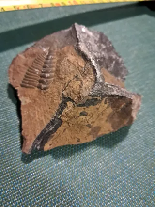 Fósil de trilobites en roca