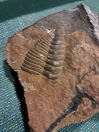 Fósil de trilobites en roca