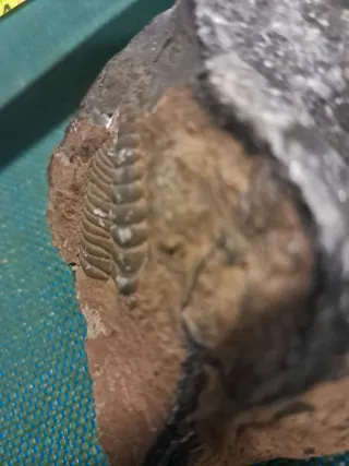 Fósil de trilobites en roca