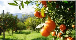 Ofrezco trabajo te interesa trabajar en el campo