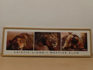 Cuadro de leones asiáticos