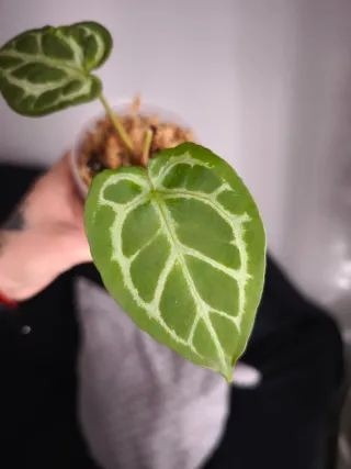 Anthurium Mystique x self