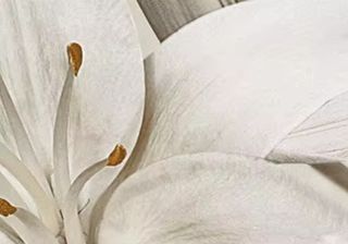 5 lienzos (sin bastidor) Flores blancas, dorados.