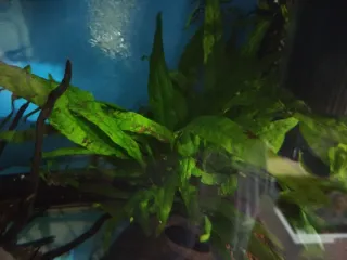 Plantas de acuario con tronco