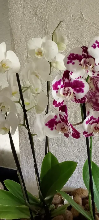 Maceta con Orquídeas Blancas y Moradas