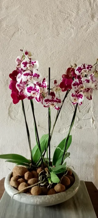 Maceta con Orquídeas Blancas y Moradas