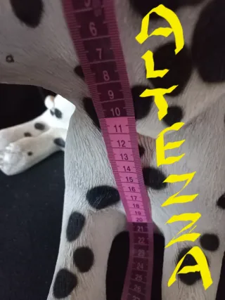 Cane dalmata in resina