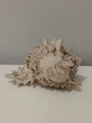 Conchiglia Murex naturale con interno rosa