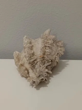 Conchiglia Murex naturale con interno rosa