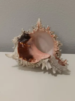 Conchiglia Murex naturale con interno rosa