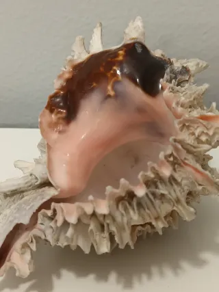 Conchiglia Murex naturale con interno rosa