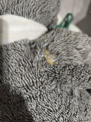 Orso San Valentino con Sciarpa Rossa e Bianca