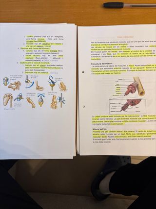 Apuntes Fonamentos Fisioterapia