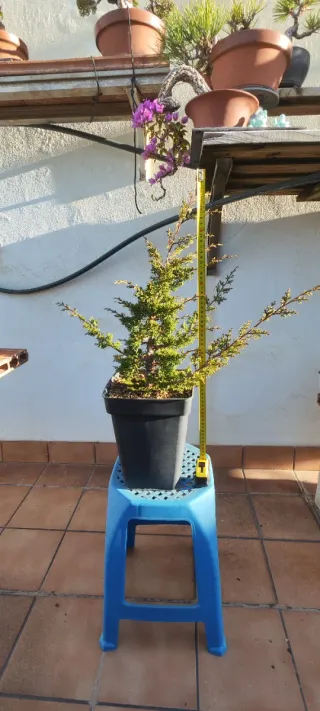 Junípero Itoigawa bonsai 45cm