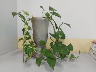 Vaso marmo cimitero grigio