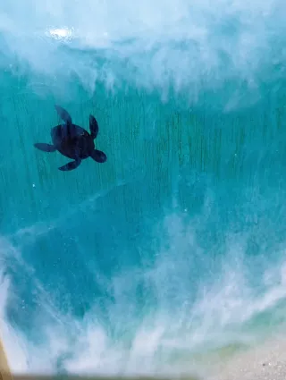 Vassoio decorativo resina mare tartaruga