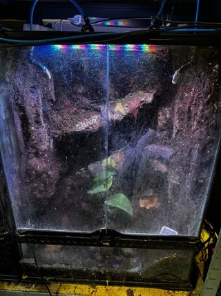 Terrario para reptiles y anfibios