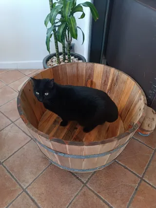 CAMA DE MADERA PARA TUS MASCOTAS