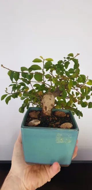 Bonsái Grewia Occidentalis