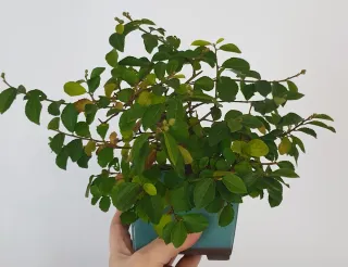 Bonsái Grewia Occidentalis