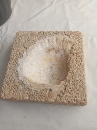 Fósil de almeja en piedra