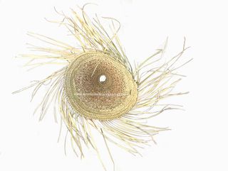 Pantalla de palma natural calada con doble flecos