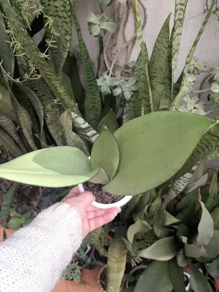 Sansevieria Moonshine Planta