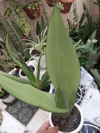 Sansevieria Moonshine Planta