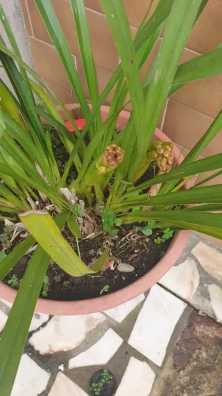 Orquídea com botões para plantar