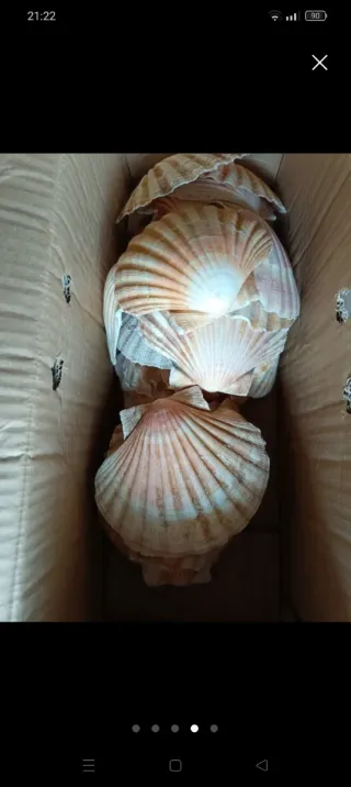 30 Conchas de Vieira Naturales