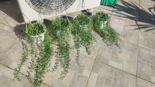 Senecio collar de Rosario colgante