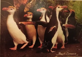 Cuadro de pingüinos
