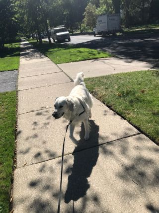 Pasea Perros en Barcelona - Sant Gervasi, Gracia