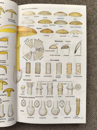Guía de campo de los hongos de España y de Europa