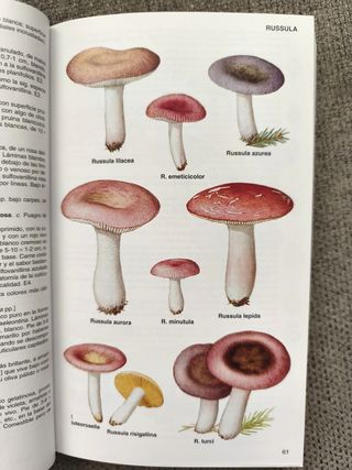 Guía de campo de los hongos de España y de Europa