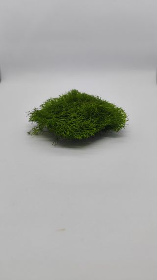 Planta Riccia Fluitans 6x6cm