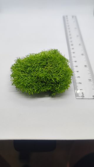 Planta Riccia Fluitans 6x6cm