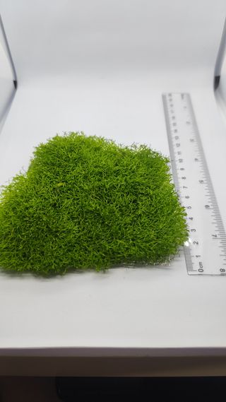 Planta Riccia Fluitans 10x10cm