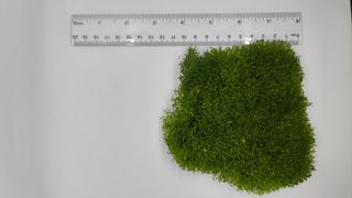 Planta Riccia Fluitans 10x10cm