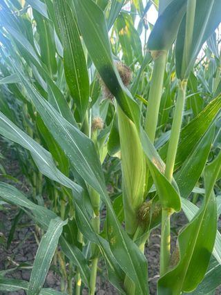 Terreno rústico en venta