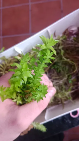 Tonina fluviatilis planta acuática