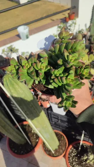 Crassula Benn