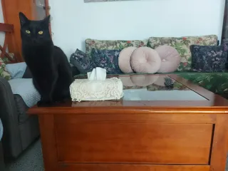 Mesa Centro Madera y Cristal 5 Cajones