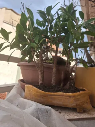 Bonsái Ficus.