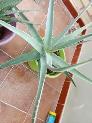 Lote de 2 plantas Aloe Vera