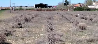 Terreno rústico