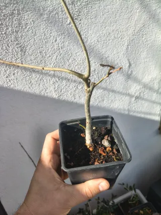 Prebonsai Roble