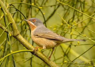 Canon RF 100-400mm F5.6-6.8 IS USM