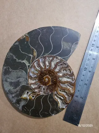 Fósil Ammonite, 200 millones de años!!