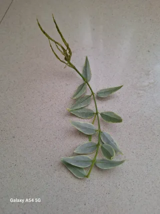 Hoya Bella Albomarginata